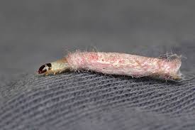 Attēlu rezultāti vaicājumam “Tischeria complanella larva”