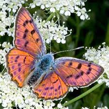 Attēlu rezultāti vaicājumam “Lycaena alciphron underside”