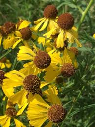 Image result for Gaillardia amblyodon