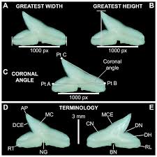 Image result for Rhizoprionodon terraenovae