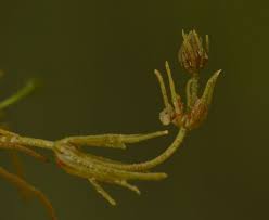 Attēlu rezultāti vaicājumam “Chara contraria”