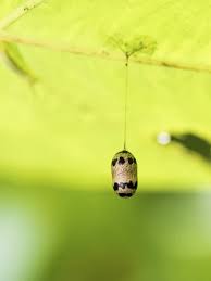Attēlu rezultāti vaicājumam “Ichneumonidae cocoon”
