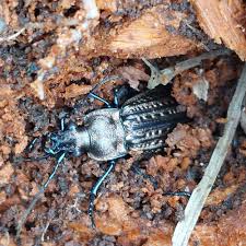 Attēlu rezultāti vaicājumam “Carabus granulatus”