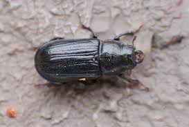 Attēlu rezultāti vaicājumam “Ceruchus chrysomelinus”