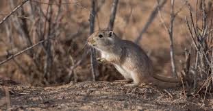 Image result for Gerbil
