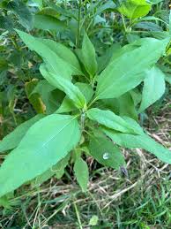 Attēlu rezultāti vaicājumam “Helianthus tuberosus leaf”