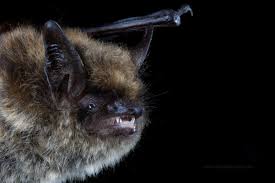 Attēlu rezultāti vaicājumam “Myotis brandtii”