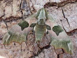 Attēlu rezultāti vaicājumam “Mimas tiliae”