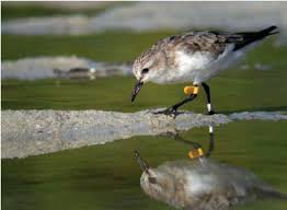 Image result for Calidris ruficollis
