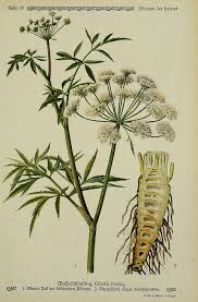 Attēlu rezultāti vaicājumam “Cicuta virosa”