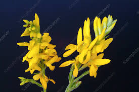 Image result for Genista tinctoria