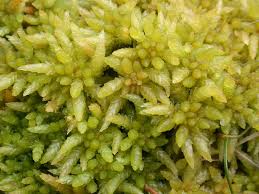 Attēlu rezultāti vaicājumam “Sphagnum balticum”