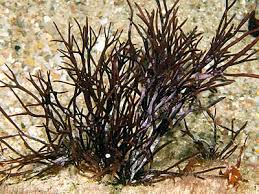 Attēlu rezultāti vaicājumam “Furcellaria lumbricalis”