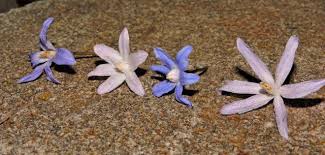 Attēlu rezultāti vaicājumam “Scilla luciliae”