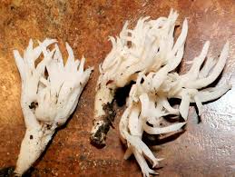 Attēlu rezultāti vaicājumam “Clavulina amethystina”