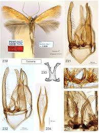 Attēlu rezultāti vaicājumam “Tischeria complanella larva”