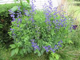 Attēlu rezultāti vaicājumam “Leguminosae”