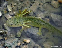 Attēlu rezultāti vaicājumam “Diderma tigrinum macro”