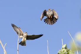 Image result for Falco vespertinus