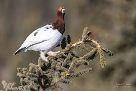 Attēlu rezultāti vaicājumam “Lagopus lagopus”