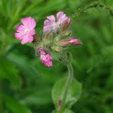 Attēlu rezultāti vaicājumam “Silene dioica leaf”