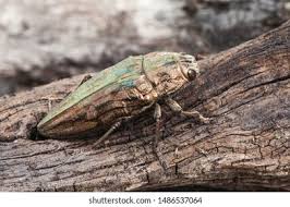 Attēlu rezultāti vaicājumam “Chalcophora mariana”