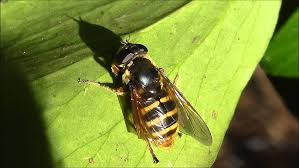 Attēlu rezultāti vaicājumam “Sericomyia silentis”