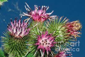 Attēlu rezultāti vaicājumam “Arctium”