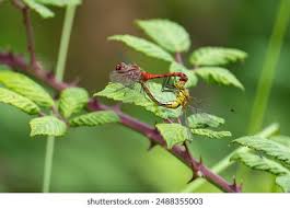 Attēlu rezultāti vaicājumam “Sympetrum sanguineum male”