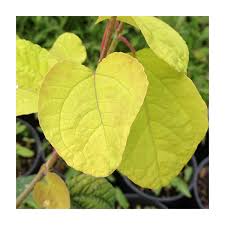 Attēlu rezultāti vaicājumam “Cercidiphyllum japonicum fruit”