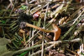 Attēlu rezultāti vaicājumam “Lactarius lygniotus”
