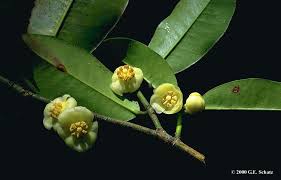 Attēlu rezultāti vaicājumam “Clusiaceae”