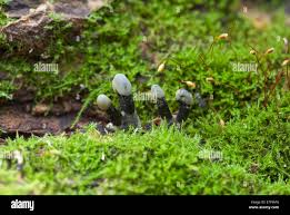 Attēlu rezultāti vaicājumam “Holwaya mucida”