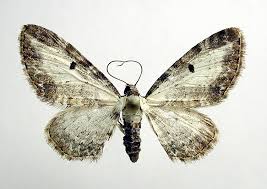 Attēlu rezultāti vaicājumam “Eupithecia succenturiata”