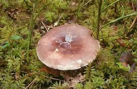 Attēlu rezultāti vaicājumam “Russula vesca”