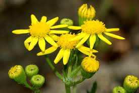Attēlu rezultāti vaicājumam “Senecio viscosus”