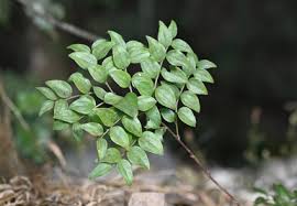 Attēlu rezultāti vaicājumam “Dianemataceae”