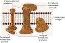 Cell Membranes