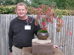 Image result for parthenocissus bonsai