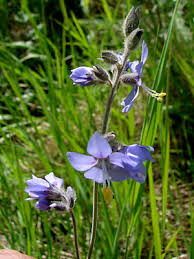 Attēlu rezultāti vaicājumam “Polemonium caeruleum bud”
