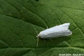 Attēlu rezultāti vaicājumam “Eana argentana”