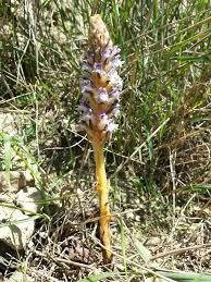 Attēlu rezultāti vaicājumam “Orobanche coerulescens flower”