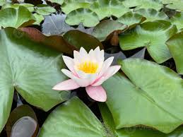 Attēlu rezultāti vaicājumam “Nymphaeaceae”