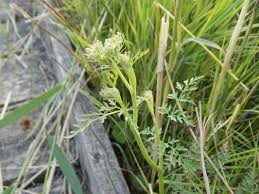 Attēlu rezultāti vaicājumam “Peucedanum palustre leaf”