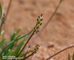 Attēlu rezultāti vaicājumam “Juncaginaceae”
