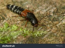 Attēlu rezultāti vaicājumam “Platydracus fulvipes”