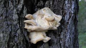 Attēlu rezultāti vaicājumam “Climacocystis borealis”