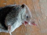 Attēlu rezultāti vaicājumam “Sorex araneus”