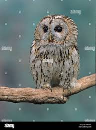 Attēlu rezultāti vaicājumam “Strix aluco juvenile”