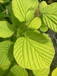 Attēlu rezultāti vaicājumam “Seligeria pusilla sporophyte”